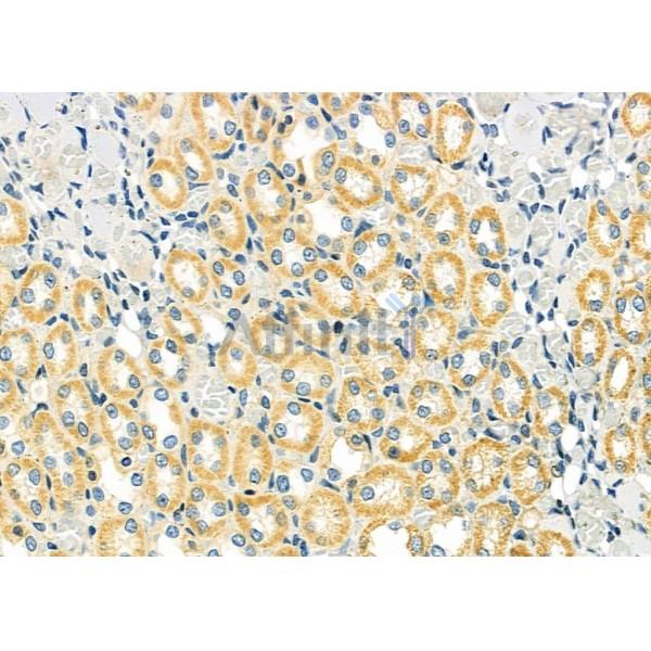 Валидация Affinity DF9480 - 22083