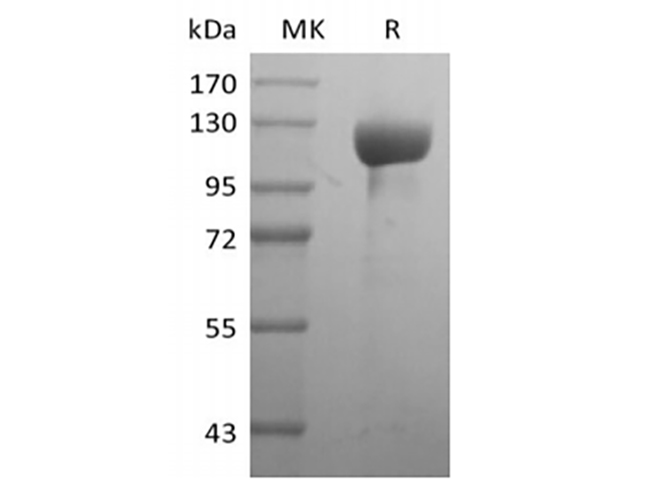 Валидация Elabscience PKSH033995(4225)