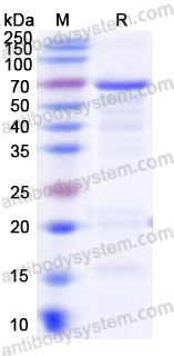 Валидация AntibodySystem YZZ06401