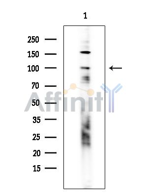 Валидация Affinity DF3348 - 14212