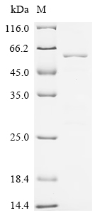 SDS-PAGE