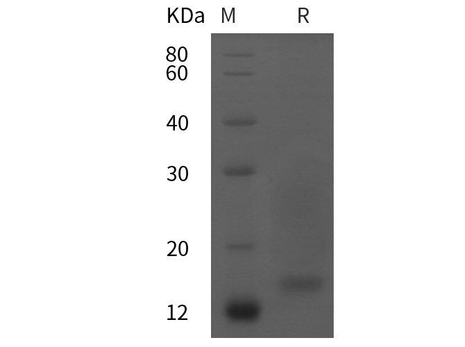 Валидация Elabscience PDMM100196(1152)