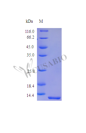 SDS-PAGE