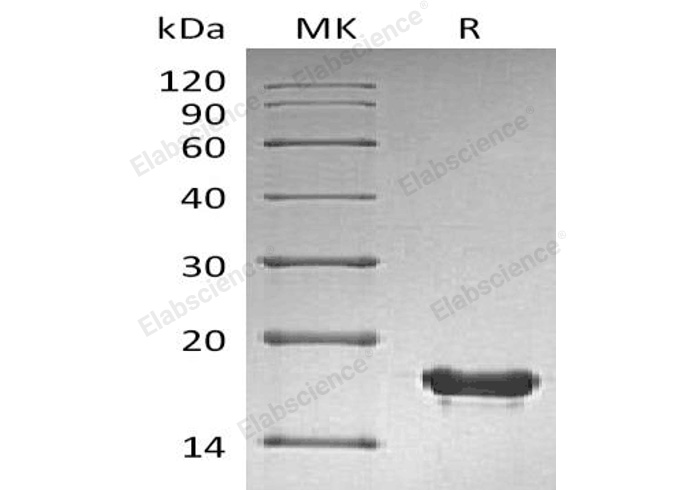 Валидация Elabscience PKSH033067(3437)