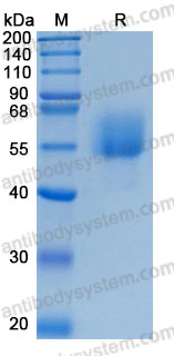 Валидация AntibodySystem AHD98101