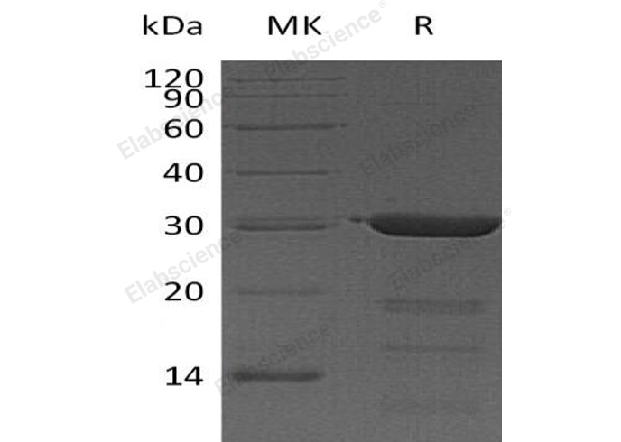 Валидация Elabscience PKSH032876(3281)