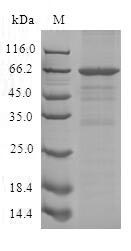 SDS-PAGE