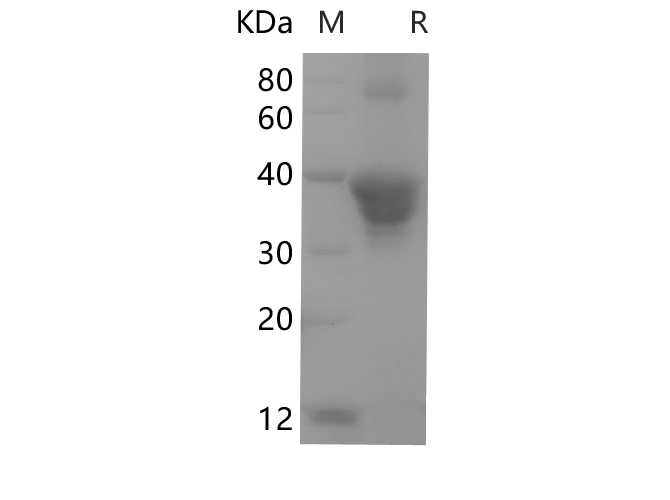 Валидация Elabscience PDEH100684(162)