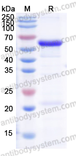Валидация AntibodySystem YHK84701