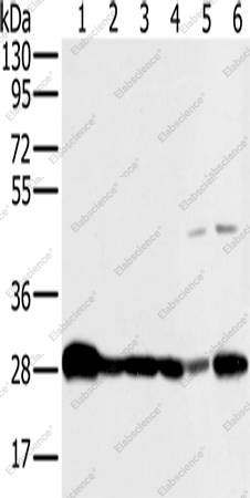 Вестерн-блоттинг, NDUFS3, ткань мозга мыши и плода человека, клетки HeLa, Raw264.7, NIH/3T3 и 293T