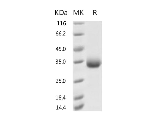 Валидация Elabscience PKSR030525(5842)