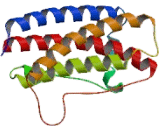 Interleukin 11 (IL11) Interleukin 11 (IL11)