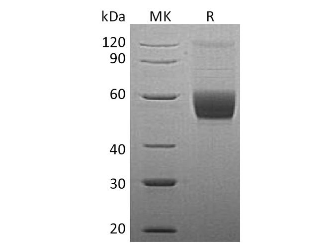 Валидация Elabscience PKSH033533(3833)