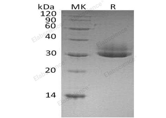 Валидация Elabscience PKSH032253(2760)