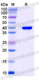 Валидация SDS-PAGE - AntibodySystem RHJ93203