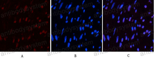 Валидация IF - AntibodySystem RHC33013 (378)