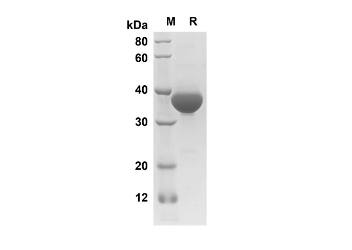 Валидация Elabscience PDMH100210(837)