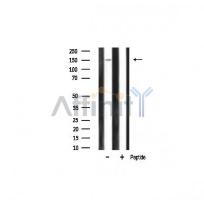 Валидация Affinity AF6209 - 3447