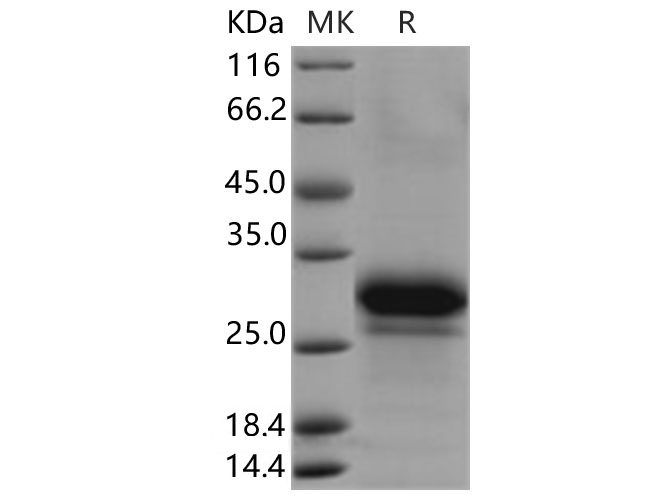 Валидация Elabscience PKSH030674(1550)