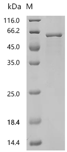 SDS-PAGE