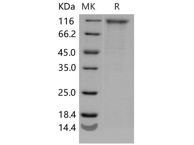 Валидация Elabscience PKSM040653(4636)