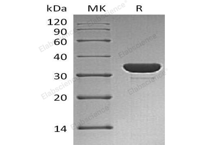 Валидация Elabscience PKSH032975(3364)