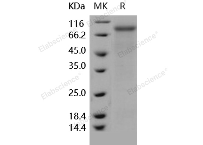 Валидация Elabscience PKSH031843(2469)