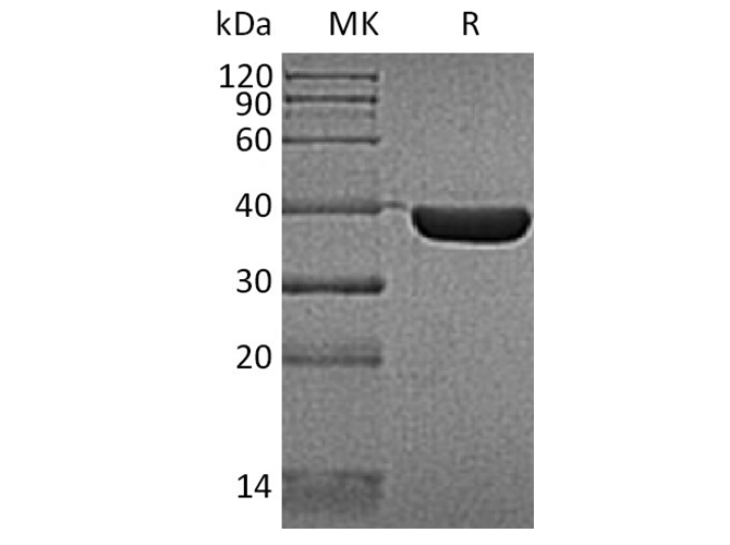 Валидация Elabscience PKSH032362(2850)
