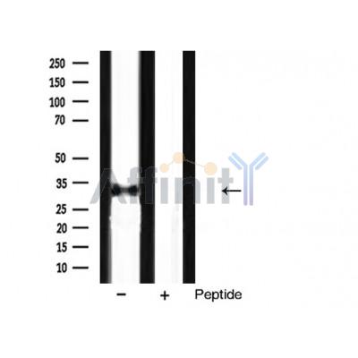 Валидация Affinity AF5195 - 2640