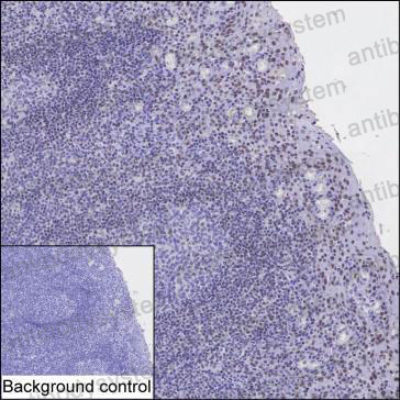 Валидация AntibodySystem RHP12001