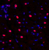 Валидация Elabscience E-AB-32226