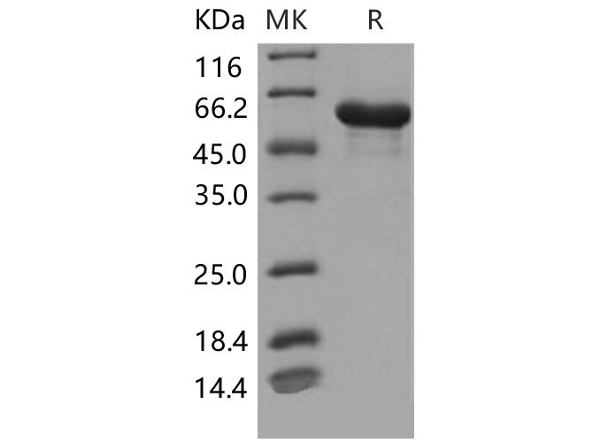 Валидация Elabscience PKSM040589(4575)