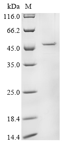 SDS-PAGE