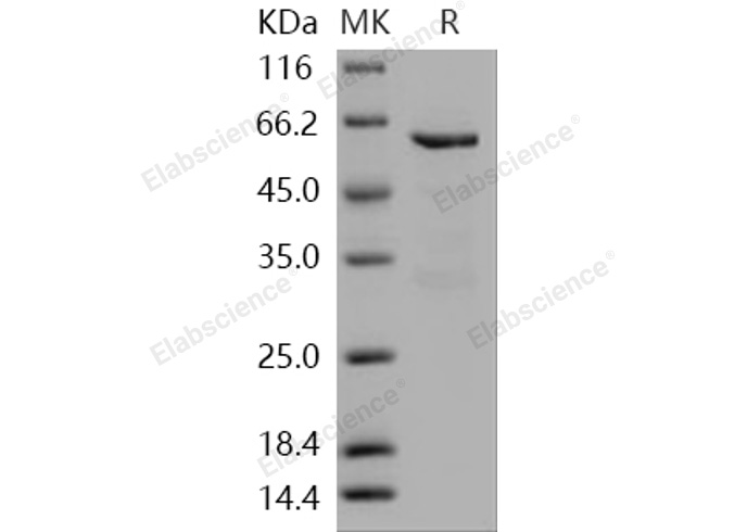 Валидация Elabscience PKSH030345(1284)