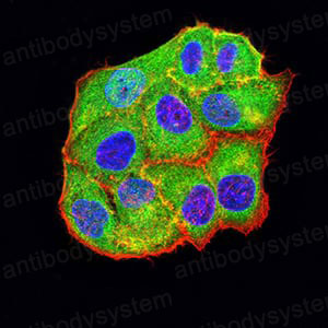 Валидация IF - AntibodySystem RHN96501