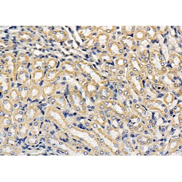 Валидация Affinity DF9933 - 22928