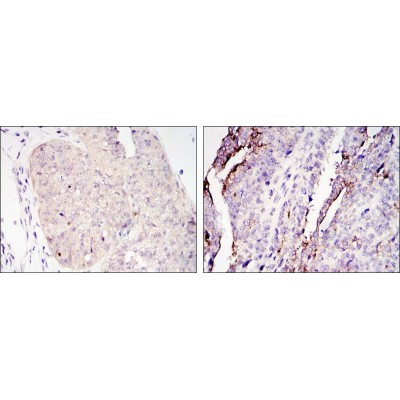 Валидация Affinity BF0596 - 5320