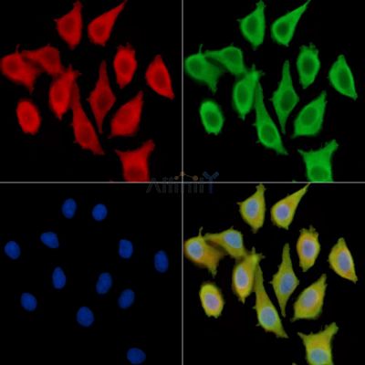 Валидация Affinity DF14514 - 10497