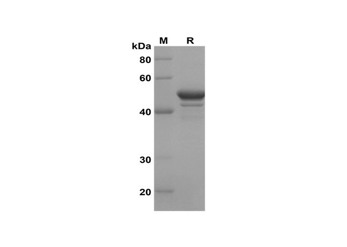 Валидация Elabscience PDEH100637(149)