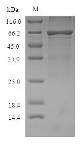 SDS-PAGE