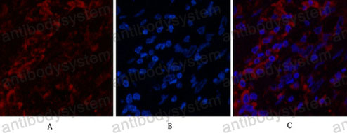Валидация IF - AntibodySystem RHB98101