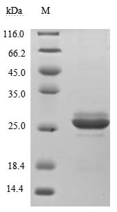 SDS-PAGE