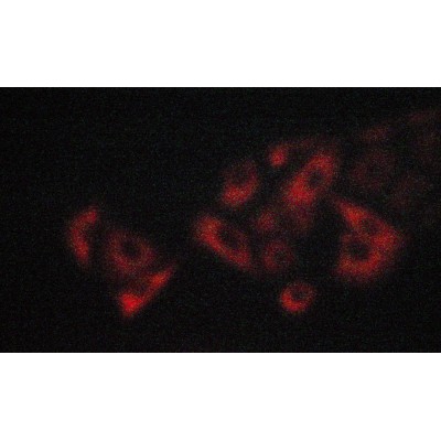 Валидация Affinity DF3116 - 13884