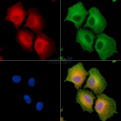 Валидация Affinity DF9361 - 21876