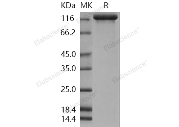 Валидация Elabscience PKSH031162(1934)
