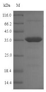 SDS-PAGE