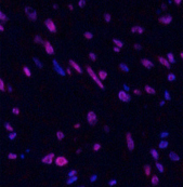 Валидация Elabscience E-AB-32981