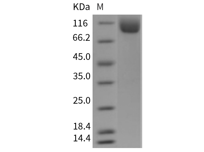 Валидация Elabscience PKSM040428(4426)