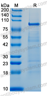 EMB88501, SDS-PAGE