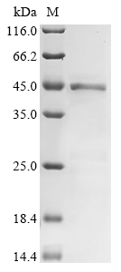 SDS-PAGE
